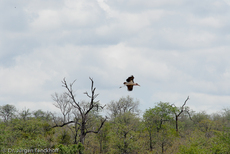 Marabu (31 von 33).jpg